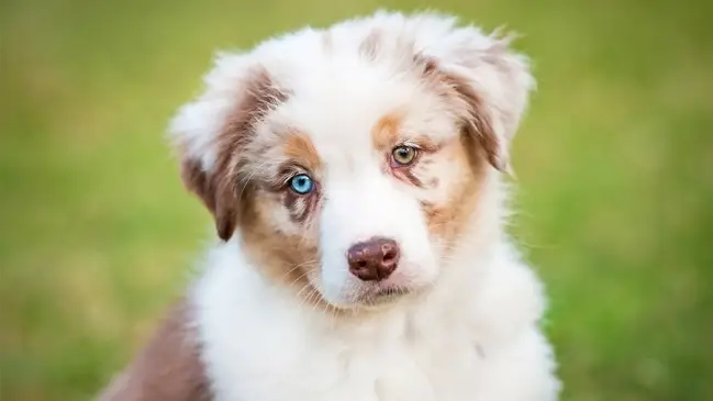 Heterocromía en animales