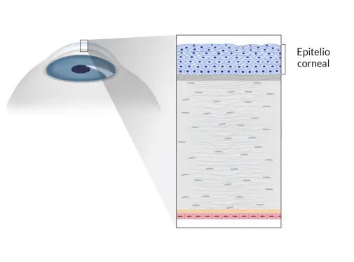 Epitélio corneano